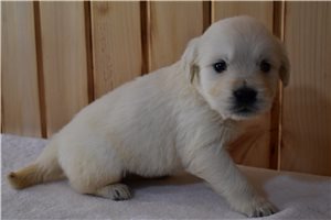 Rylee - English Golden Retriever for sale