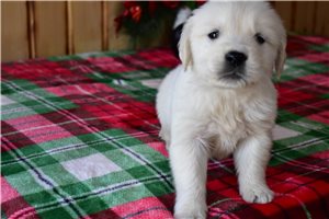 Presley - English Golden Retriever for sale