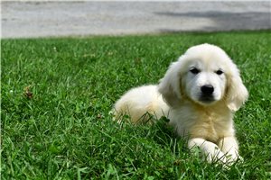 Reagan - English Golden Retriever for sale