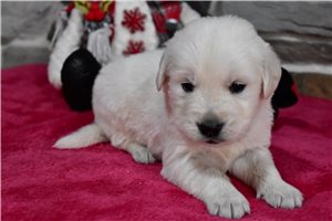 Picasso - English Golden Retriever for sale