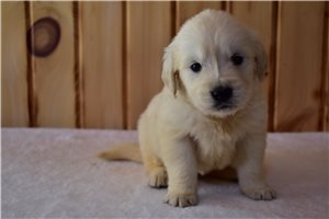 Reagan - English Golden Retriever for sale