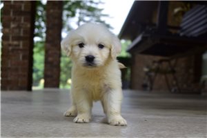 Rylee - English Golden Retriever for sale
