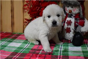 Patrick - English Golden Retriever for sale