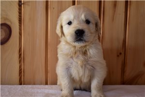 Rolf - English Golden Retriever for sale