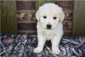 Mya - puppy for sale