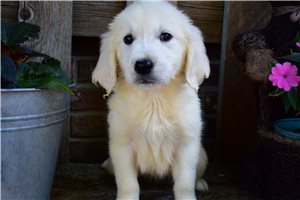 Reagan - English Golden Retriever for sale
