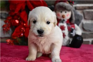 Pumpernickel - puppy for sale