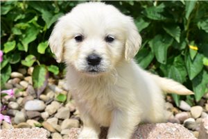 Ruthann - English Golden Retriever for sale