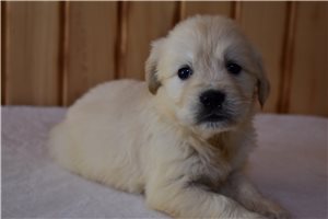 Rosalyn - English Golden Retriever for sale