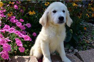 Reagan - English Golden Retriever for sale