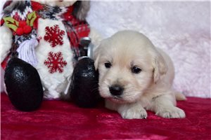 Paige - English Golden Retriever for sale