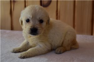 Ruthann - English Golden Retriever for sale