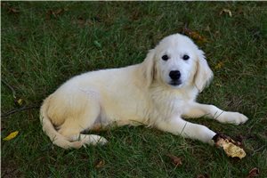 Reagan - English Golden Retriever for sale