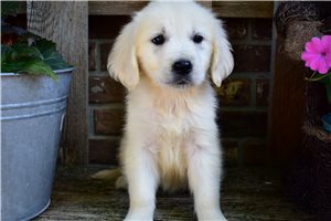 Ruthann - English Golden Retriever for sale
