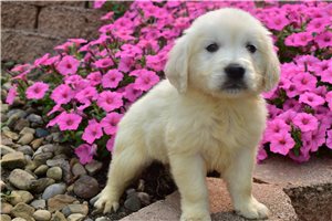 Reagan - English Golden Retriever for sale