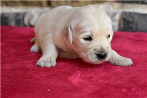 Rosalyn - English Golden Retriever for sale