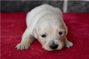 Ruthann - English Golden Retriever for sale
