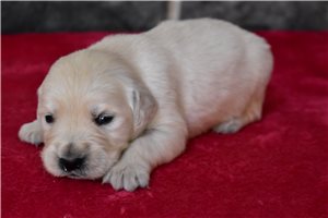 Rita - English Golden Retriever for sale