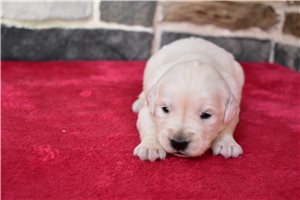 Reagan - English Golden Retriever for sale