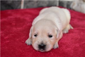 Ryder - English Golden Retriever for sale
