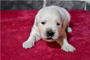 Reggie - English Golden Retriever for sale
