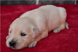 Rolf - English Golden Retriever for sale