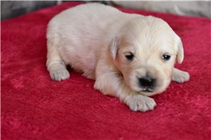 Rylee - English Golden Retriever for sale