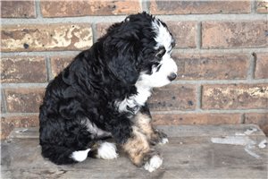 Cullen - puppy for sale