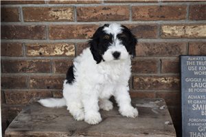 Channing - Mini Bernedoodle for sale