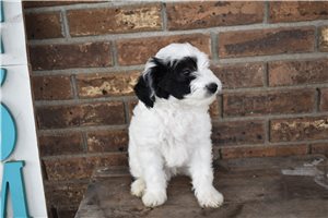 Chase - Bernedoodle, Mini for sale