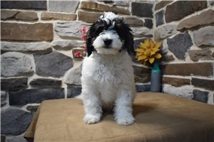 Channing - Bernedoodle, Mini for sale