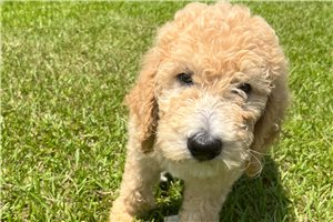 Raul - Poodle, Standard for sale