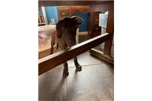 Cleo - Great Dane for sale
