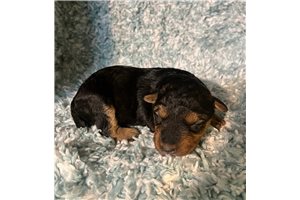 Wendy - Welsh Terrier for sale