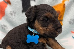 Harry - Welsh Terrier for sale