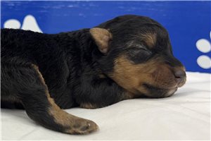 Phoenix - Welsh Terrier for sale