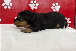 Peter - Welsh Terrier for sale