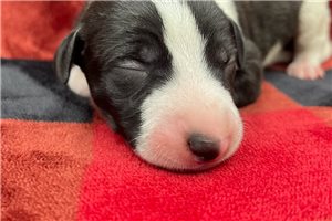 Kristopher - Whippet for sale