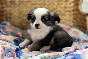 Taffy - Chihuahua for sale