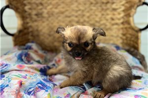 Matchbox - Chihuahua for sale