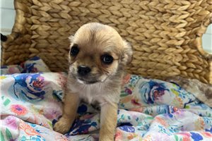 Jax - Chihuahua for sale