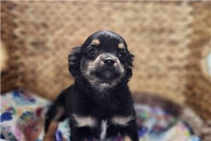 Tipsy - Chihuahua for sale
