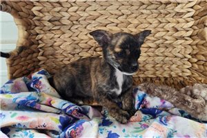 Hank - Chihuahua for sale