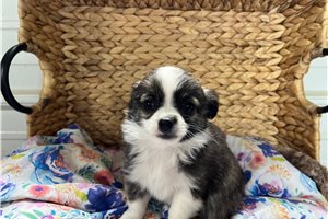 Milly - Chihuahua for sale