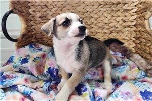 Freddie - Chihuahua for sale