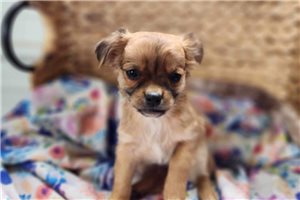 Tator - Chihuahua for sale