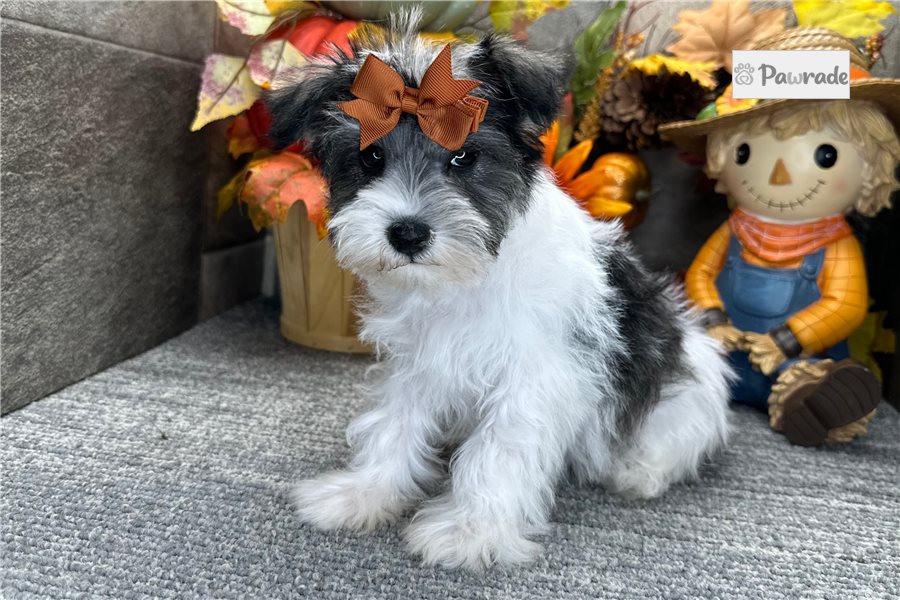 Brexlyn - Miniature Schnauzer for sale