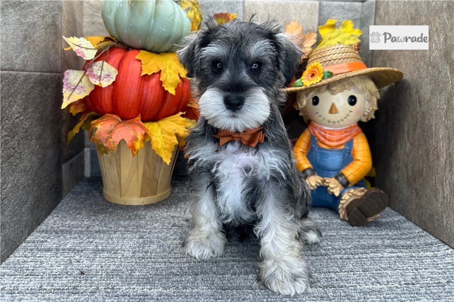 Conner - Miniature Schnauzer for sale