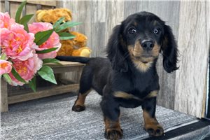 Anastasia - Dachshund, Mini for sale