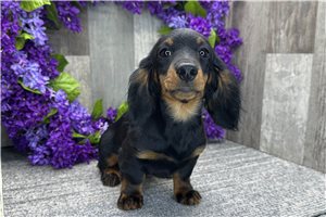Anastasia - Dachshund, Mini for sale